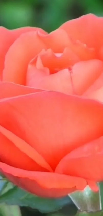 Close-up image of a vibrant orange rose in full bloom.