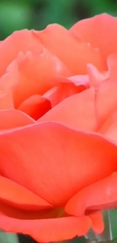 Vibrant orange rose close-up wallpaper.