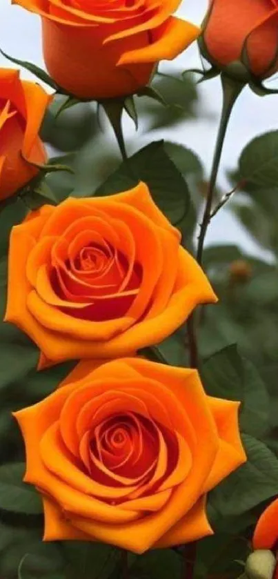 Vibrant orange roses against a lush green background.