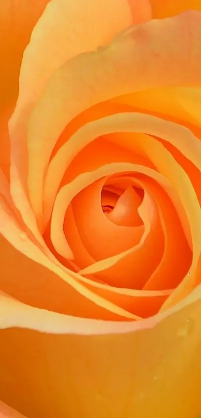 Close-up of vibrant orange rose in bloom, perfect for mobile wallpaper.