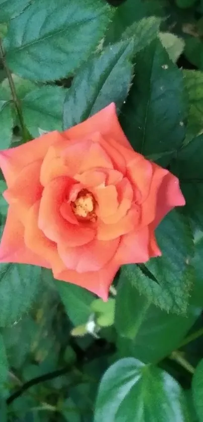 Close-up of an orange rose surrounded by green leaves.