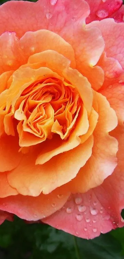 Vibrant orange rose with dew-kissed petals.