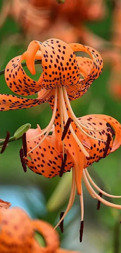 Close-up of vibrant orange tiger lily with speckled petals.