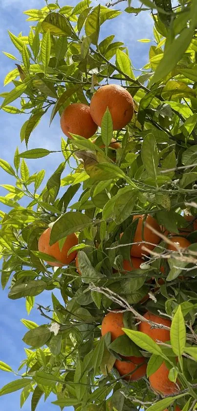 Vibrant orange tree with blue sky background.