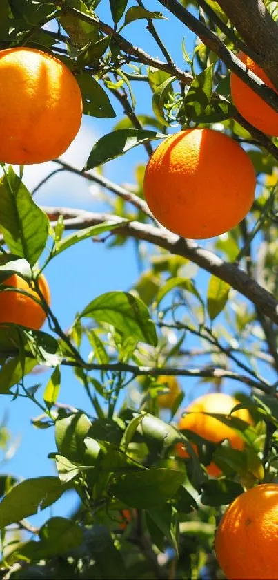 Bright oranges on a tree with green leaves against a blue sky background.