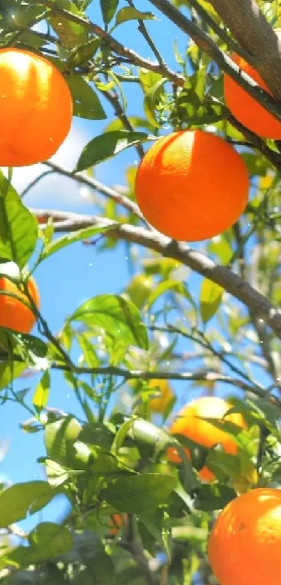 Vibrant orange fruit tree with green leaves and a blue sky backdrop.