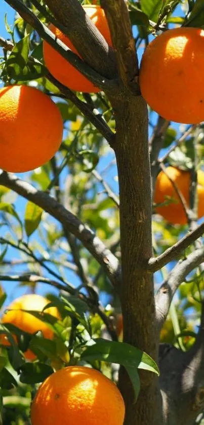 Orange tree with vivid fruits under a clear blue sky.