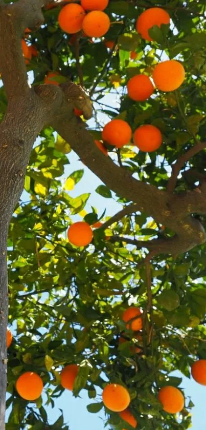 Orange tree with ripe fruit under a clear blue sky, perfect for nature wallpaper.