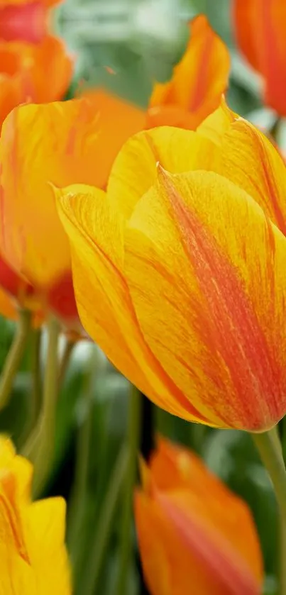 Vibrant orange tulips in full bloom with green background.