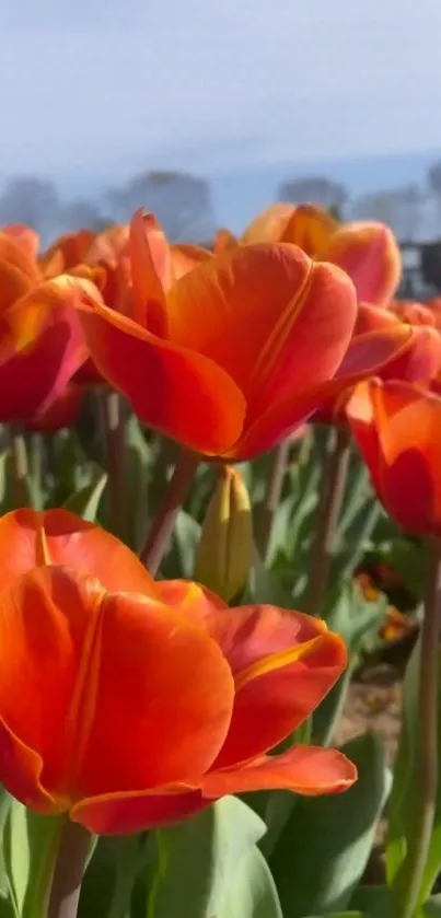 Vibrant orange tulips blossoming in a lush green garden.