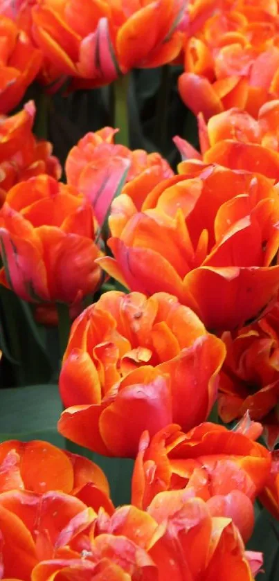 Vibrant orange tulips in full bloom, creating a lively and colorful background.