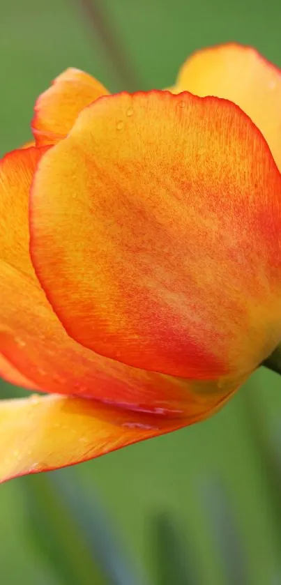 Close-up of a vibrant orange tulip with a green background.