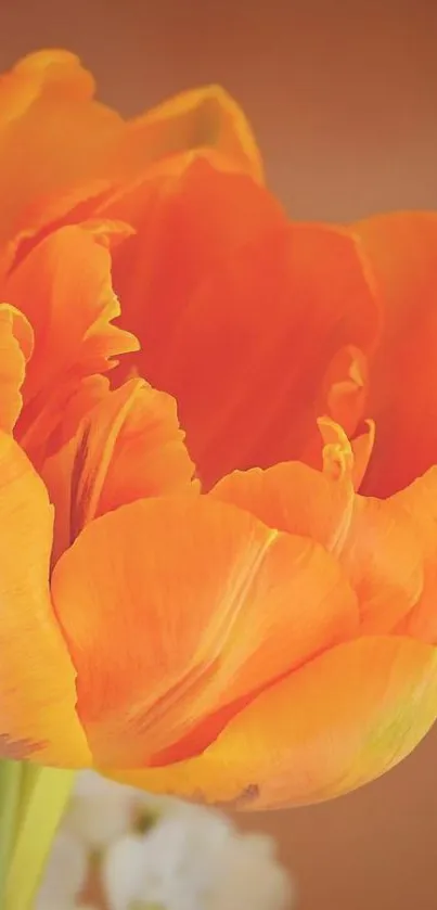 Close-up of a vibrant orange tulip in bloom with delicate petals.