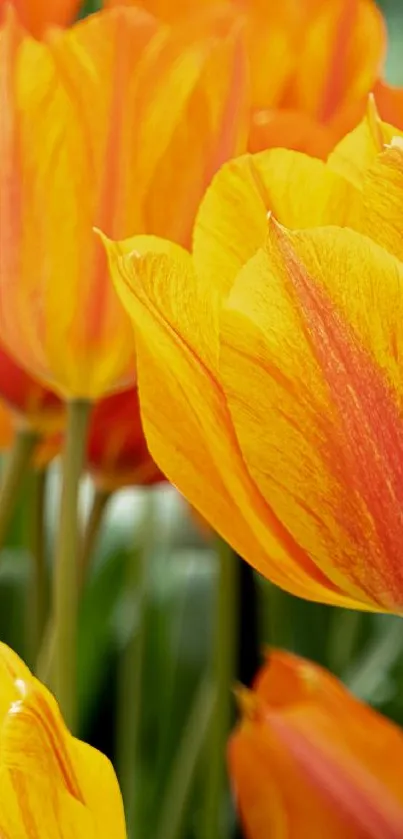 Vibrant orange tulips in full bloom creating a colorful and lively floral display.