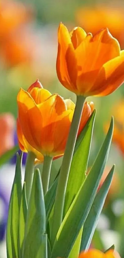 Beautiful orange tulips in full bloom wallpaper.