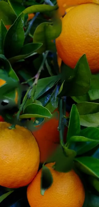 Vibrant oranges with lush green leaves mobile wallpaper.