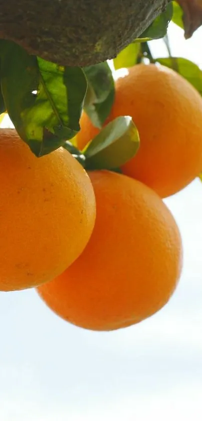 Wallpaper of ripe oranges hanging from a tree against a light sky.