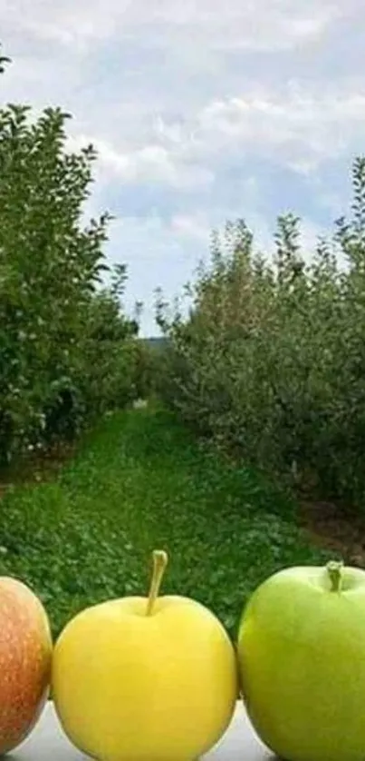 Fresh apples in lush green orchard with sky.