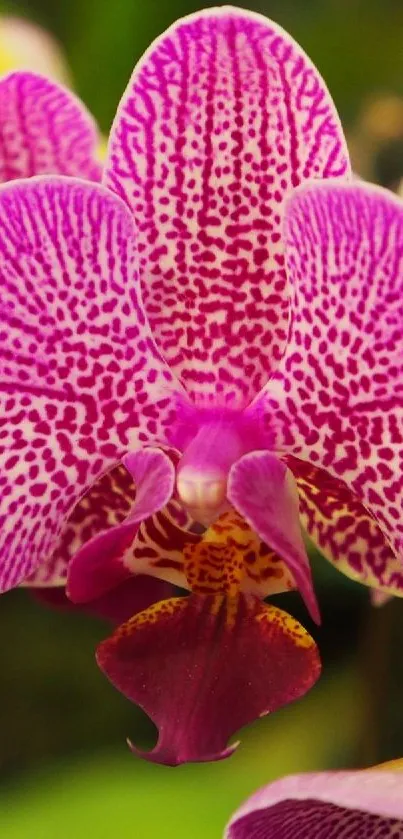 A vibrant pink orchid in full bloom.