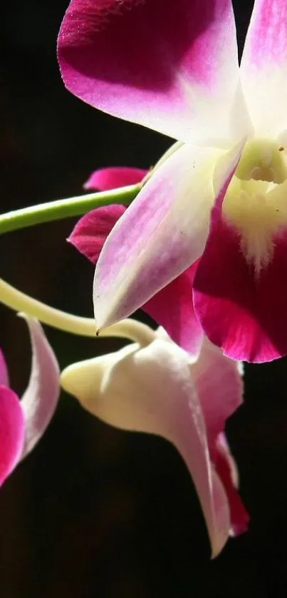 Close-up of pink and white orchid flowers against a dark background.