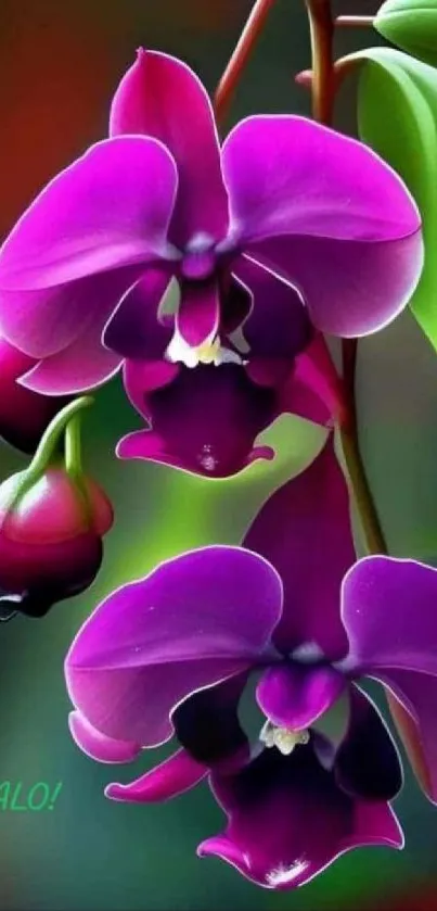 Close-up of vibrant purple orchid flowers with green leaves.