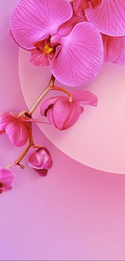 Mobile wallpaper featuring vibrant pink orchids on a soft gradient background.