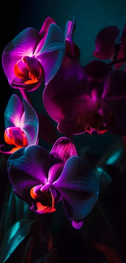 Vibrant orchids with glowing purple petals in a dark floral wallpaper.