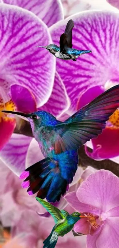 Colorful hummingbirds flying by purple orchids.