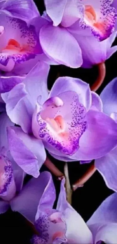 Vibrant purple orchids on a dark background.