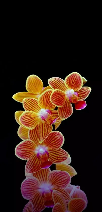 Vibrant orchids on black mobile wallpaper.