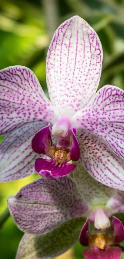 Pink and purple orchids with a green leafy background.