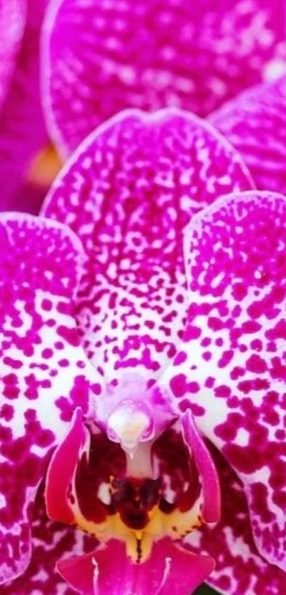 Vibrant magenta orchid petals with intricate white speckles.