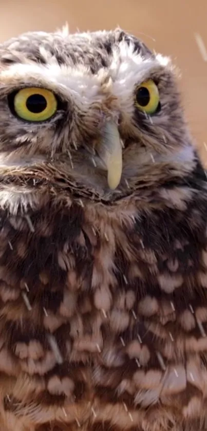 Close-up of an owl with vibrant feathers and intense yellow eyes.