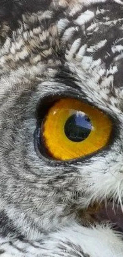 Owl eye close-up with vibrant yellow and grey feathers.