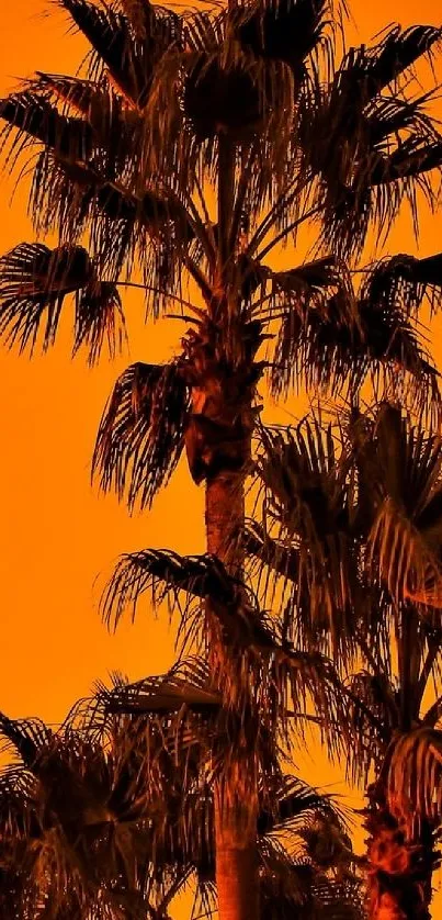 Silhouette of palm trees against an orange sky.