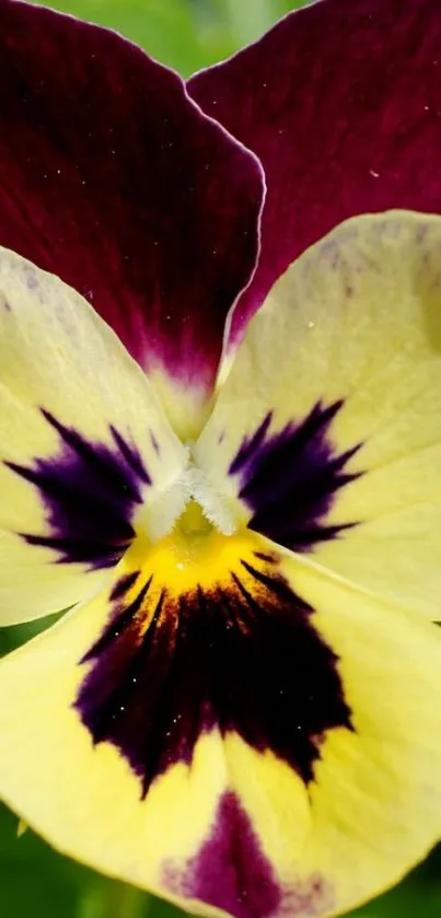 Vibrant pansy flower with maroon and yellow petals.