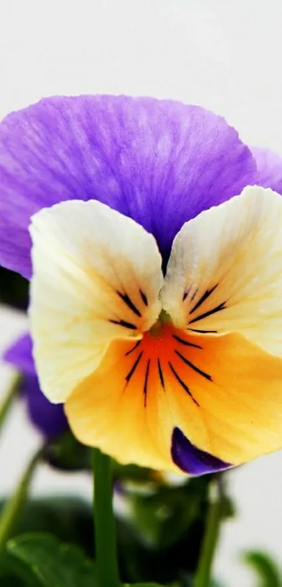 Vibrant pansy flower with purple and orange petals on mobile wallpaper.