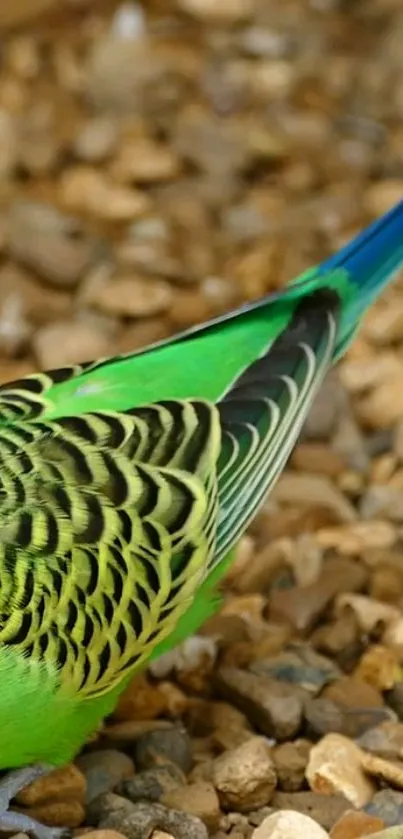 Close-up of a vibrant green parakeet on gravel background.