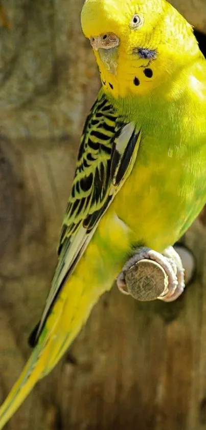 Vibrant yellow parakeet on wood background.