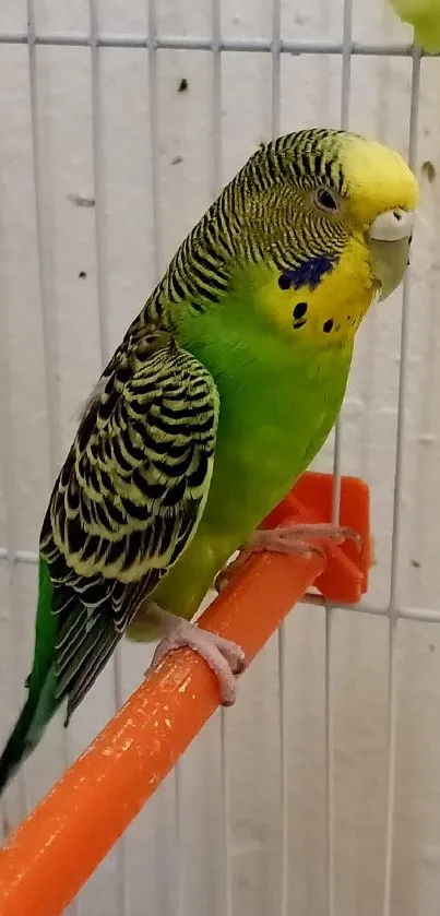 Vibrant green parakeet perched on an orange bar.