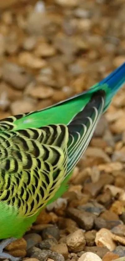 Green and blue parrot on rocky ground wallpaper.