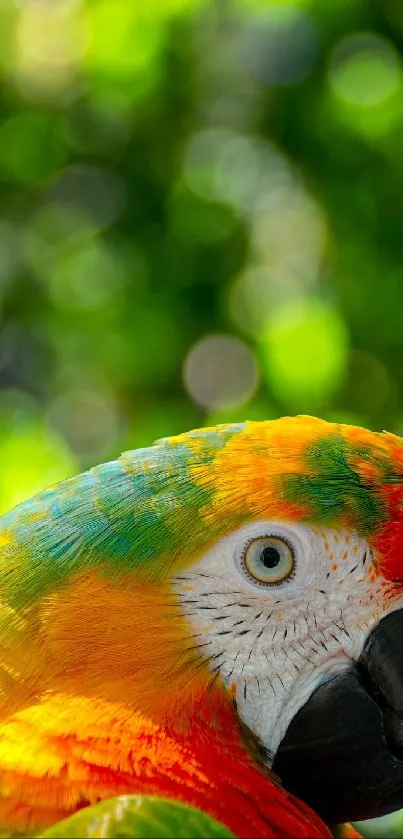 Vibrant parrot with green bokeh background.