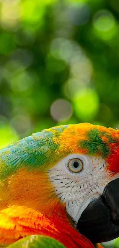 Vibrant close-up of a colorful parrot with green background.