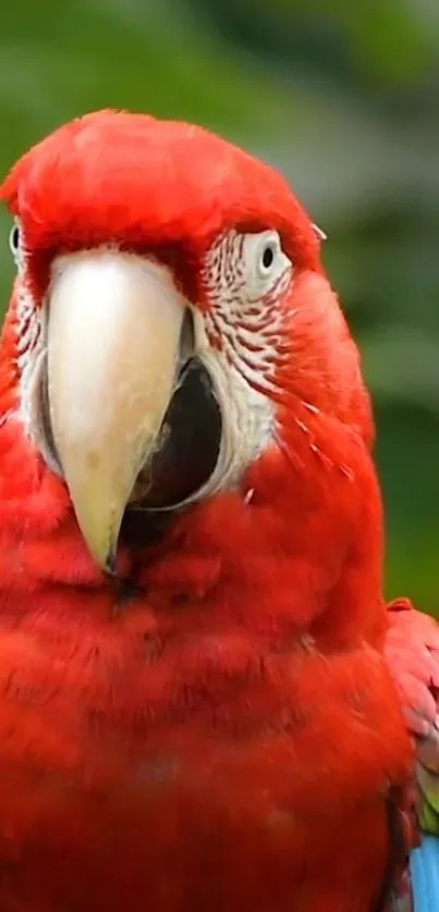 Close-up of a vibrant red parrot on a blurred green background.