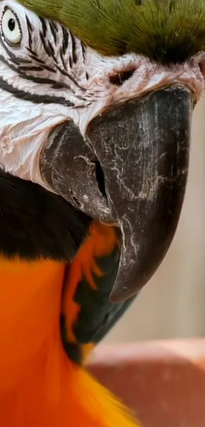 Close-up of a colorful macaw parrot with vibrant feathers.