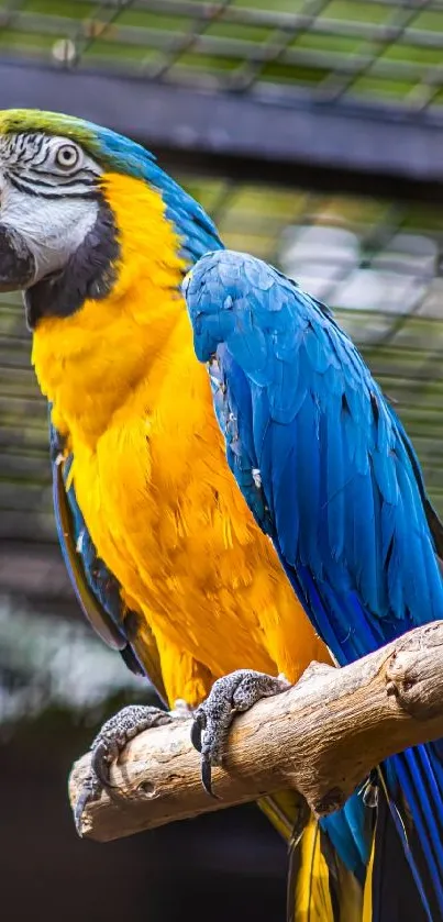 Close-up of a vibrant parrot with yellow and blue feathers perched on a branch.