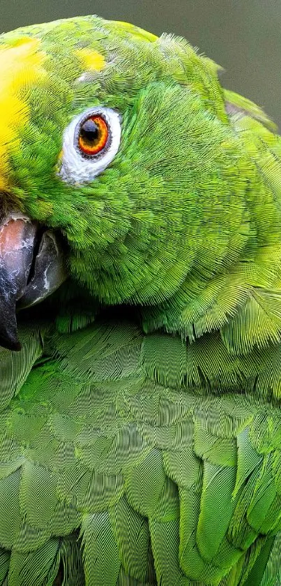 Close-up of a vibrant green parrot with detailed feathers.