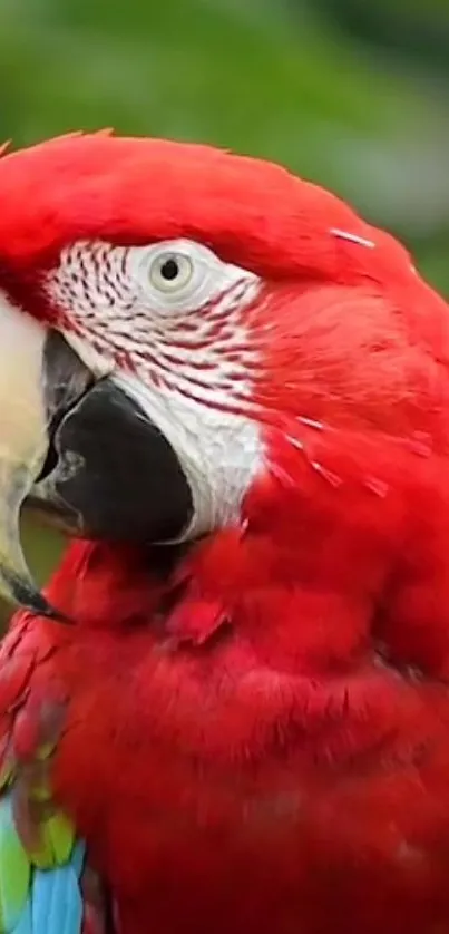 Close-up of a vibrant red parrot against a green background.