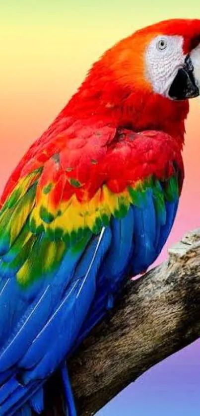 Colorful parrot on branch with rainbow background.