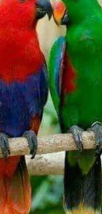 Vibrant red and green parrots perched on a branch.